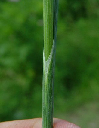 Allium_vineale_sheath.jpg