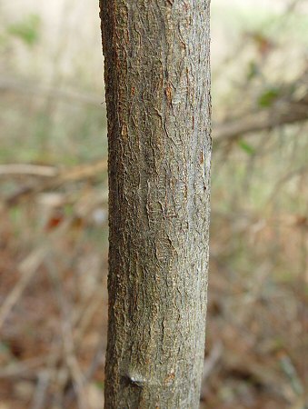 Alnus_serrulata_bark.jpg