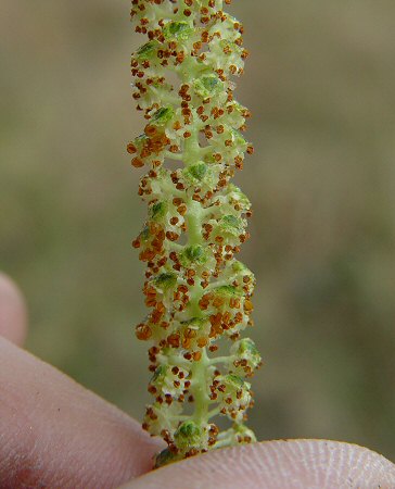 Alnus_serrulata_catkins.jpg