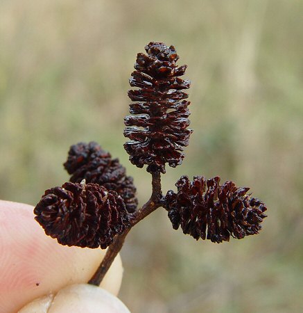 Alnus_serrulata_cones.jpg