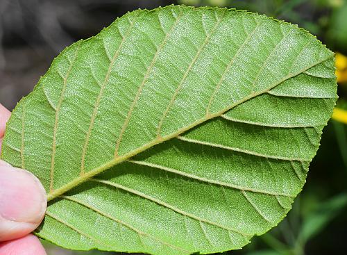 Alnus_serrulata_leaf2.jpg