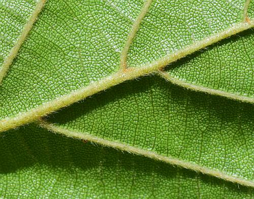 Alnus_serrulata_leaf2a.jpg