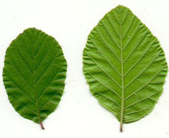 Alnus_serrulata_leaves.jpg