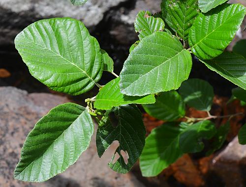 Alnus_serrulata_leaves1.jpg