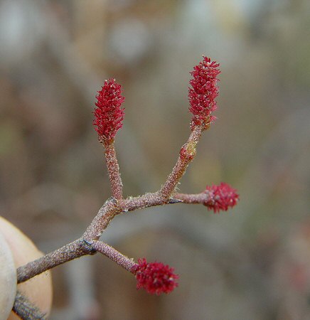 Alnus_serrulata_pistillate_flowers.jpg