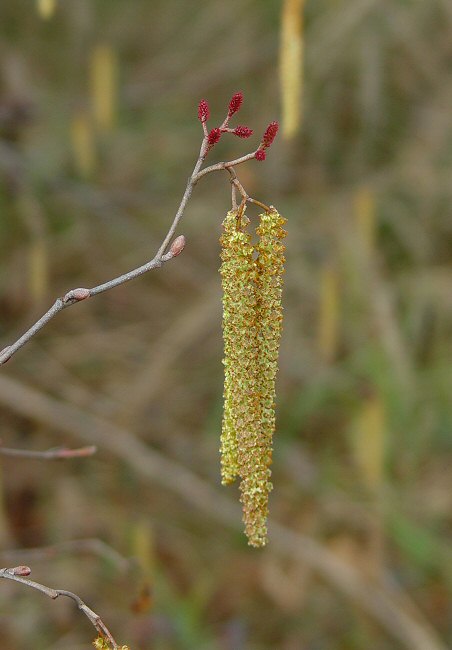 Alnus_serrulata_plant.jpg