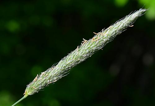 Alopecurus_pratensis_inflorescence.jpg