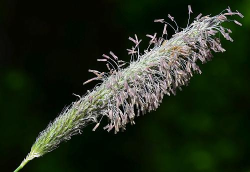 Alopecurus_pratensis_inflorescence2.jpg