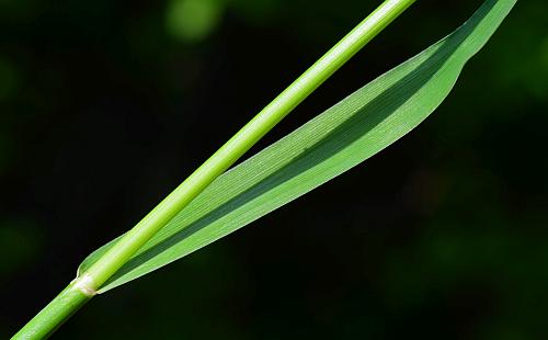 Alopecurus_pratensis_leaf1.jpg