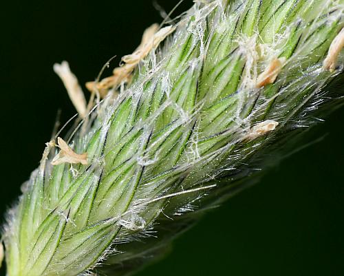 Alopecurus_pratensis_spikelets.jpg