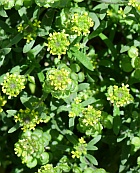 Alyssum desertorum thumbnail