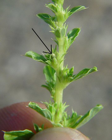 Amaranthus_albus_flower.jpg