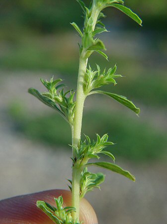 Amaranthus_albus_inflorescence.jpg