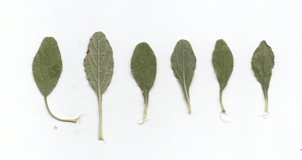 Amaranthus_albus_leaves.jpg
