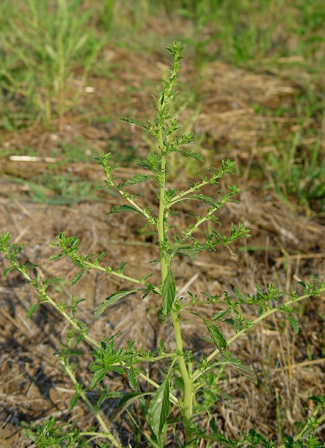 Amaranthus_albus_plant.jpg