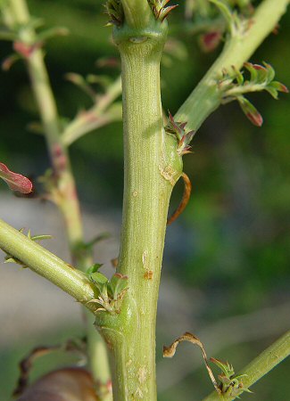 Amaranthus_albus_stem.jpg