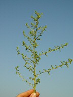 Amaranthus albus thumbnail