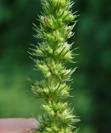 Amaranthus_hybridus_flowers.jpg