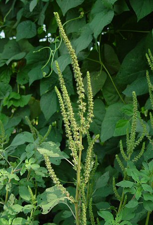 Amaranthus_hybridus_inflorescence.jpg