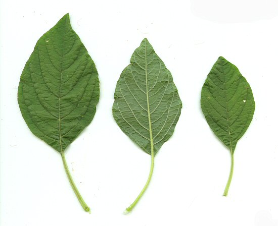 Amaranthus_hybridus_leaves.jpg