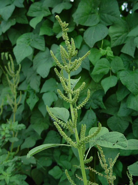 Amaranthus_hybridus_plant.jpg