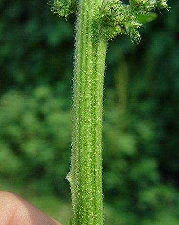 Amaranthus_hybridus_stem.jpg