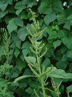 Amaranthus hybridus thumbnail