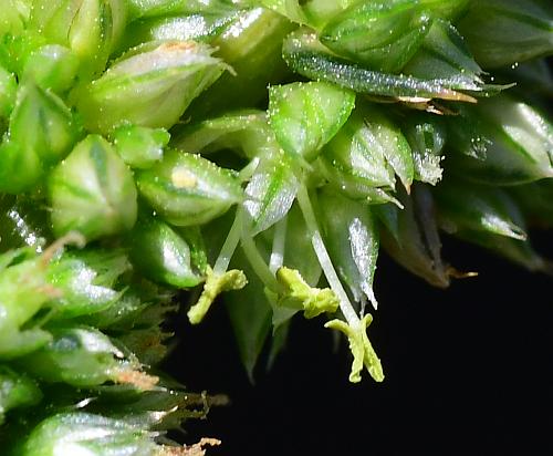 Amaranthus_spinosus_flower1.jpg