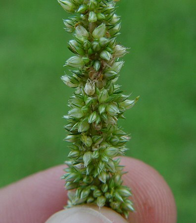 Amaranthus_spinosus_flowers.jpg