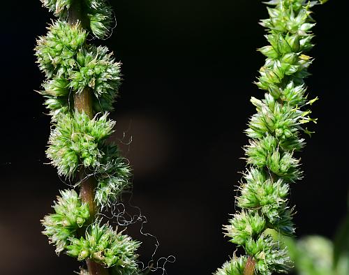 Amaranthus_spinosus_inflorescences.jpg