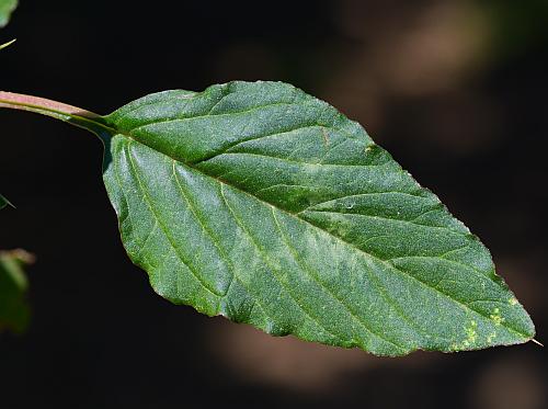 Amaranthus_spinosus_leaf1.jpg