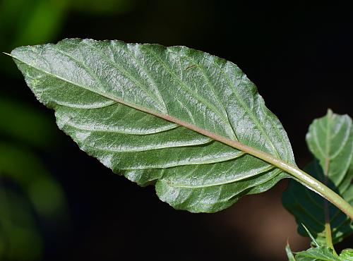 Amaranthus_spinosus_leaf2.jpg