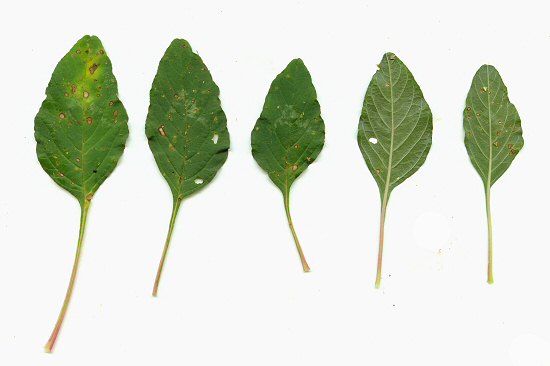 Amaranthus_spinosus_leaves.jpg