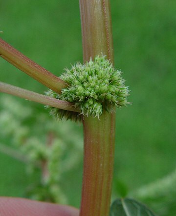 Amaranthus_spinosus_node.jpg