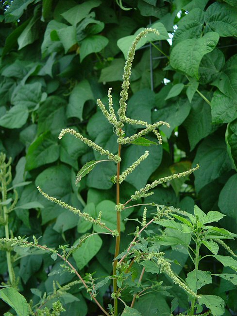 Amaranthus_spinosus_plant.jpg