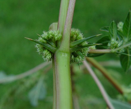 Amaranthus_spinosus_spines.jpg