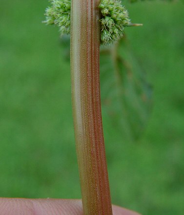 Amaranthus_spinosus_stem.jpg
