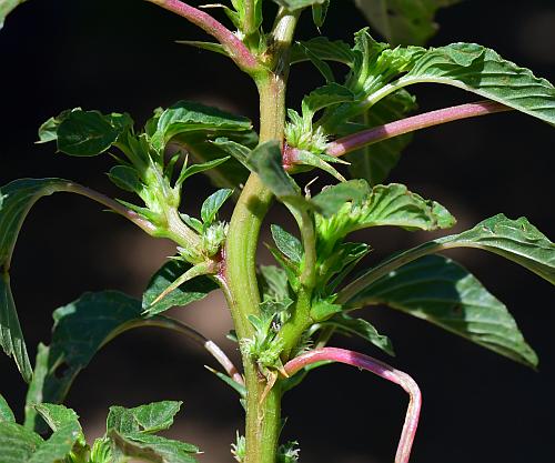 Amaranthus_spinosus_stem1.jpg