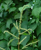 Amaranthus spinosus thumbnail