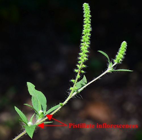 Ambrosia_artemisiifolia_inflorescences.jpg