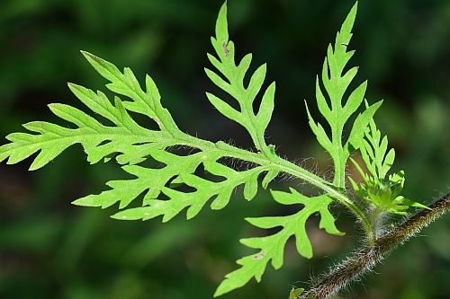 Ambrosia_artemisiifolia_leaf1.jpg