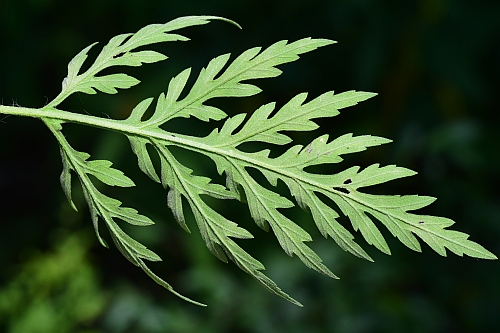 Ambrosia_artemisiifolia_leaf2.jpg