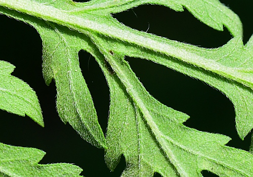 Ambrosia_artemisiifolia_leaf2a.jpg