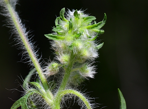Ambrosia_artemisiifolia_pistillate.jpg