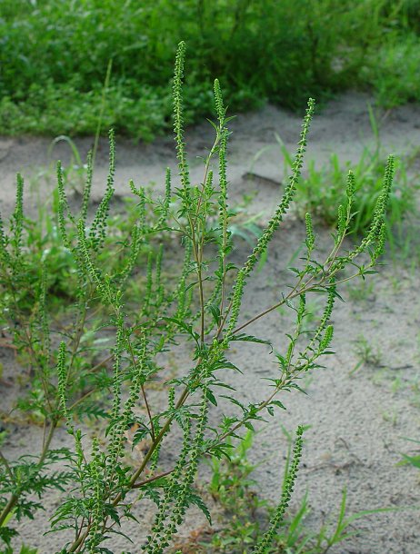 Ambrosia_artemisiifolia_plant2.jpg