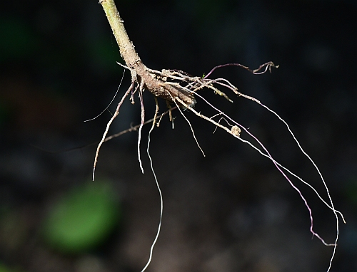 Ambrosia_artemisiifolia_roots.jpg