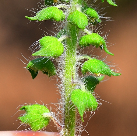 Ambrosia_artemisiifolia_staminate.jpg