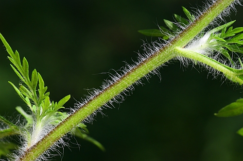 Ambrosia_artemisiifolia_stem.jpg