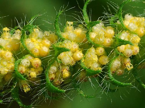 Ambrosia_bidentata_flowers.jpg