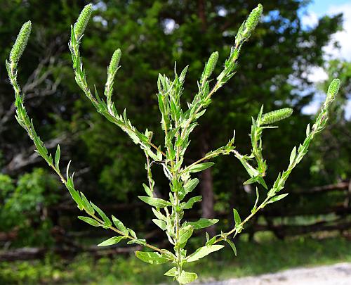 Ambrosia_bidentata_habit.jpg